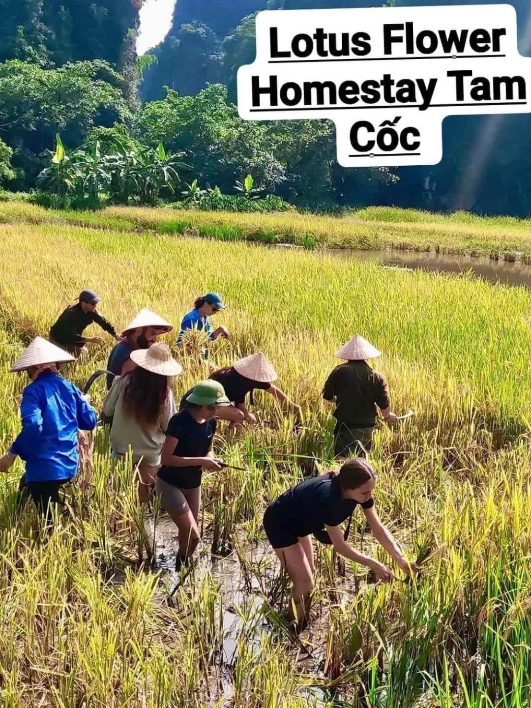 Tam Coc Lotus Flower Homestay Νιν Μπιν Εξωτερικό φωτογραφία
